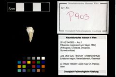 Foto (Objekt + Etikett) von Pithonoton marginatum (von Meyer, 1842)  (NHMW-GEO-2014-0194-0903)